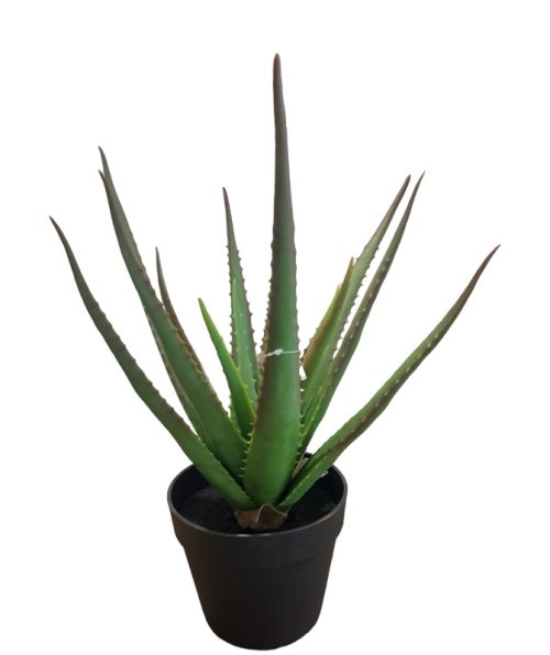 Cactus Aloe Vera - 46 Cm