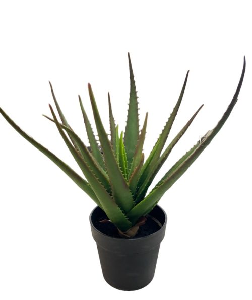 Cactus Aloe Vera - 56 Cm