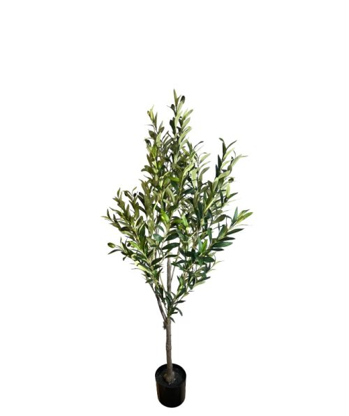Olive Tree - 130 Cm