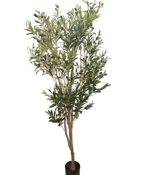 Olive Tree - 190 Cm
