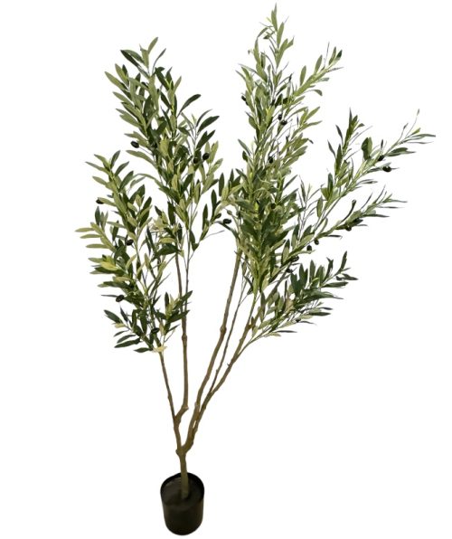 Olive Tree - 185 Cm