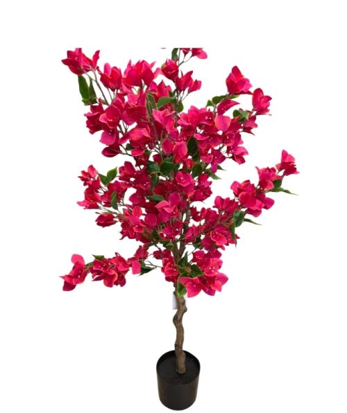 Bougainvillea 120 Cm