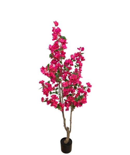 Bougainvillea 160 Cm