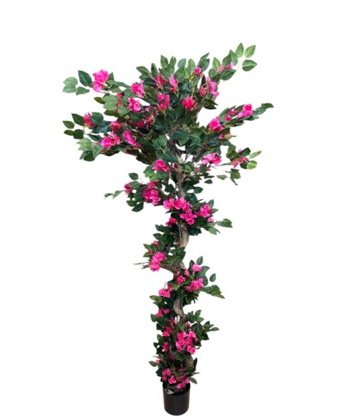 Bougainvillea 180 Cm