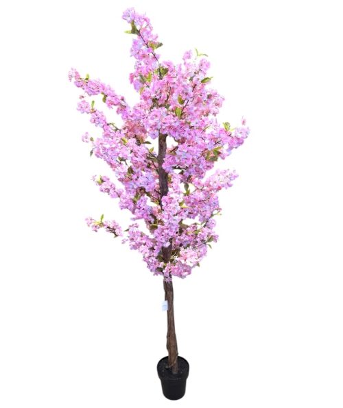 Cherry Tree