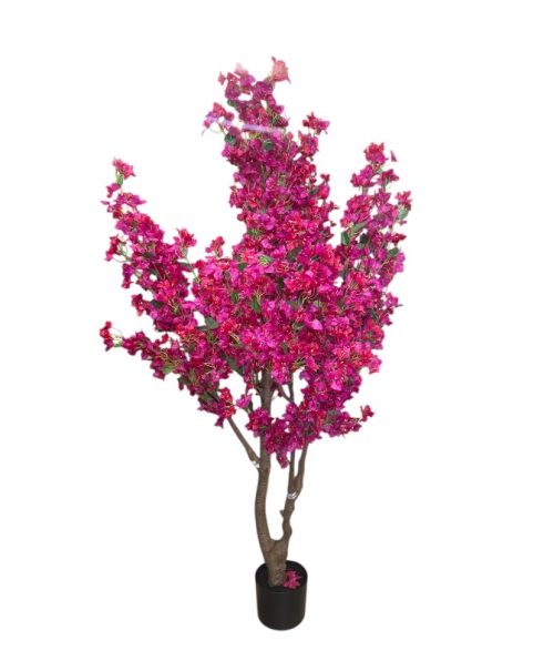 Bougainvillea 210 Cm