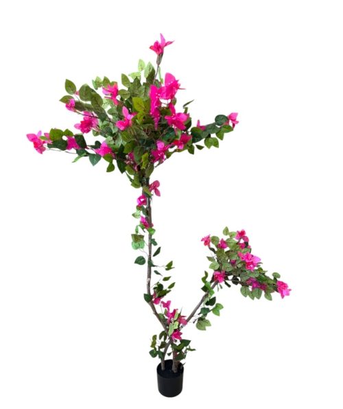 Bougainvillea 150 Cm