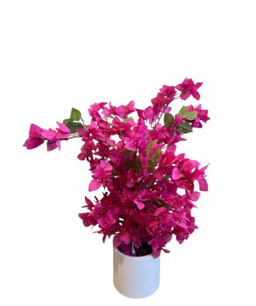 Bougainvillea 60 Cm