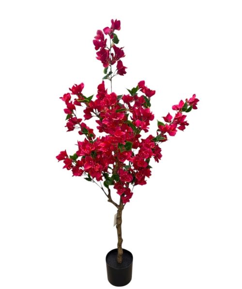 Bougainvillea 120 Cm