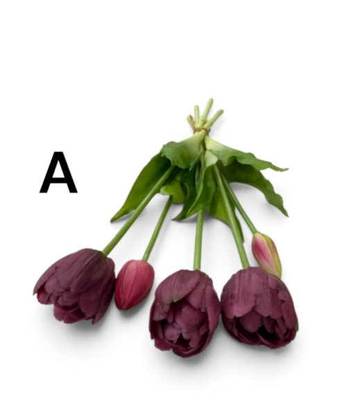 Tulips - 7 Colors
